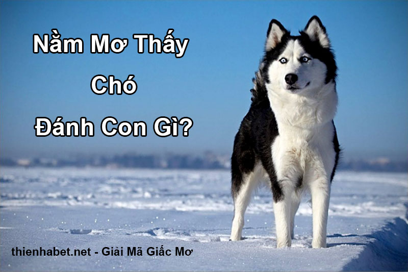 giai-ma-giac-mo-thay-cho-danh-con-gi-xo-so-thien-ha-bet