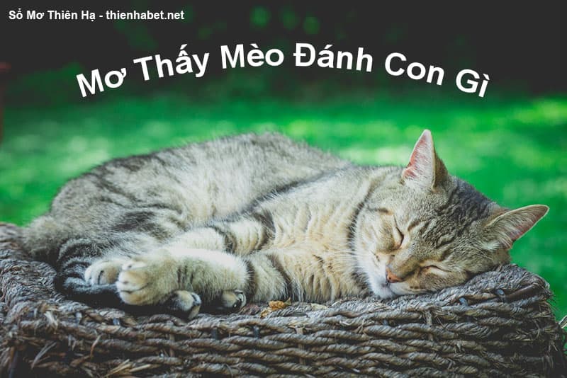 mo-thay-meo-danh-con-gi